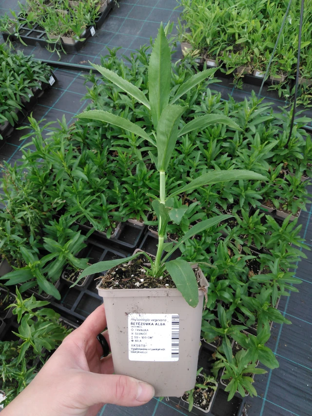 Kellopeippi Alba - 2024