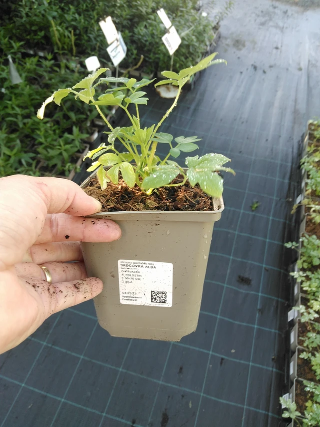 Corazón de María Alba - 19. 8. 2025