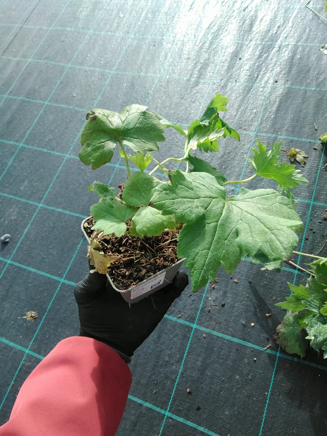 Delphinium Magic Fountains Deep Rose (White Bee) - 31. 10. 2025