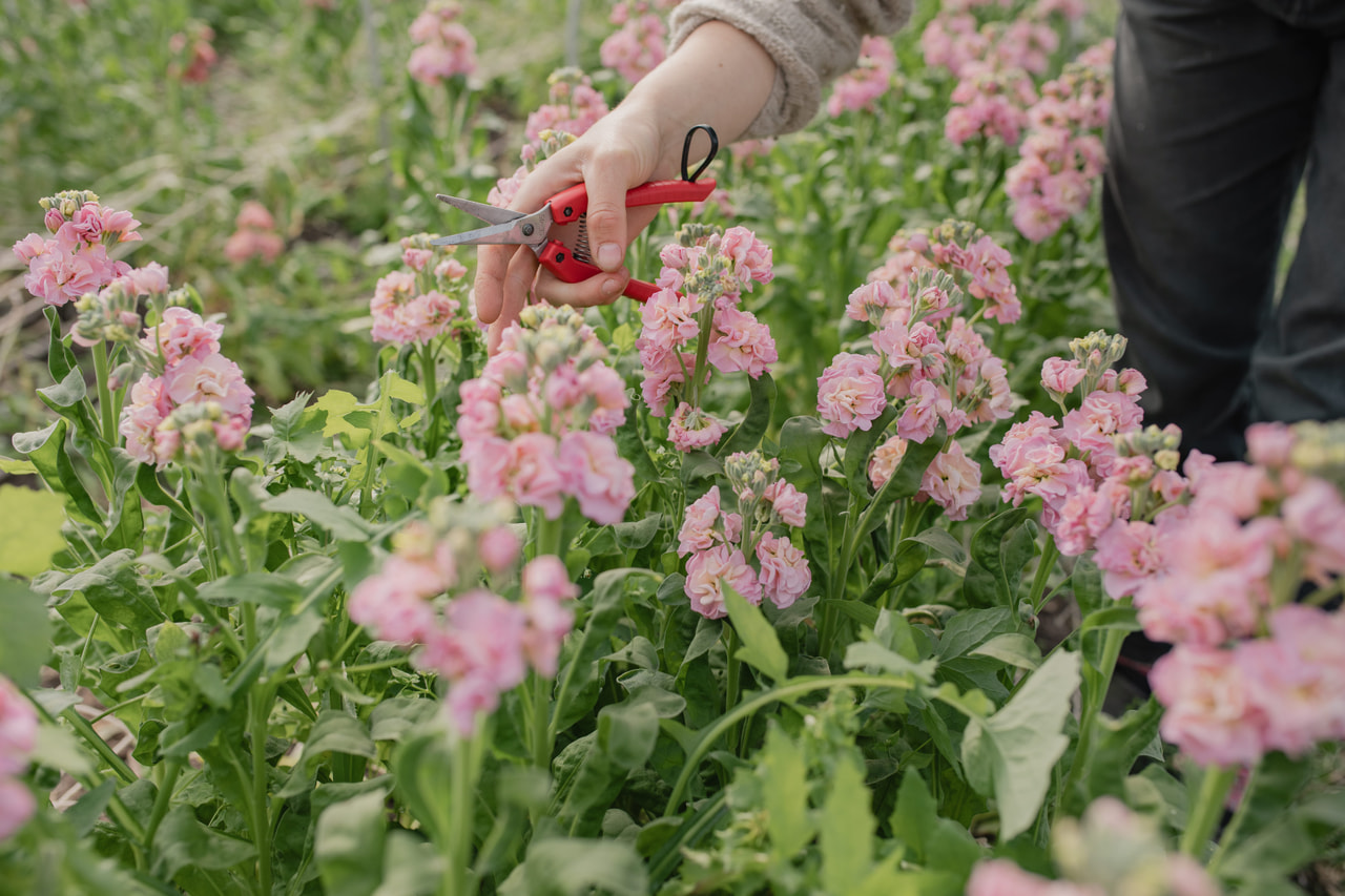 Stock StoX Champagne, Loukykvět
