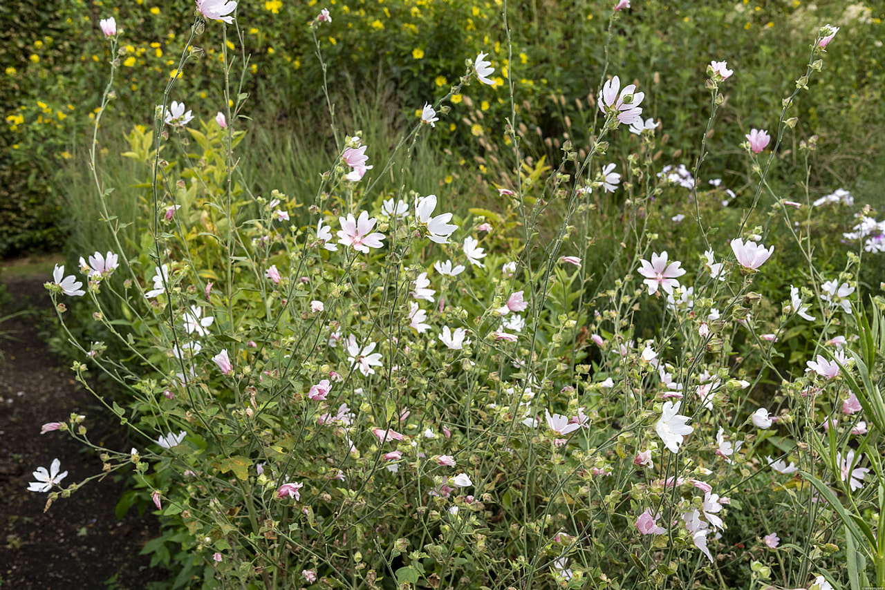 Malvikki Duet, Loukykvět