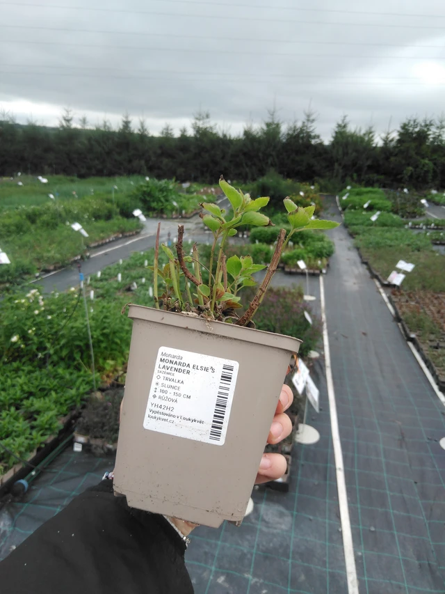 Väriminttu Elsie’s Lavender - 2024