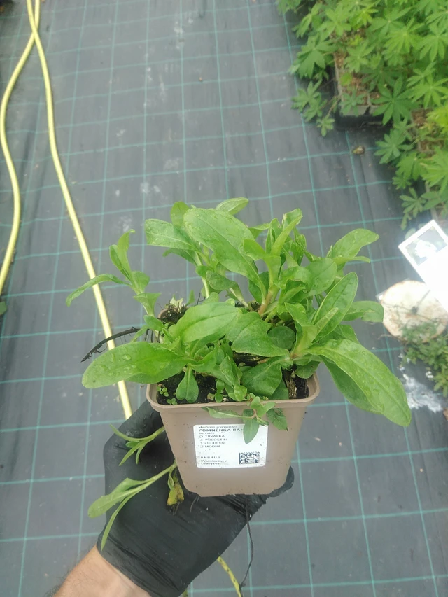 Luhtalemmikki - 10. 9. 2025