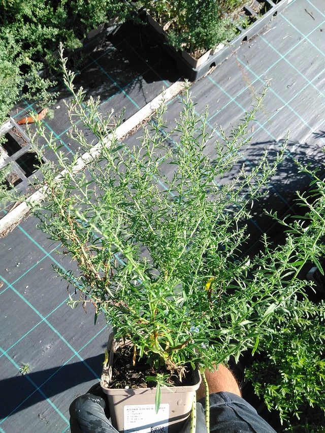 Asteri Golden Spray - 19. 8. 2025