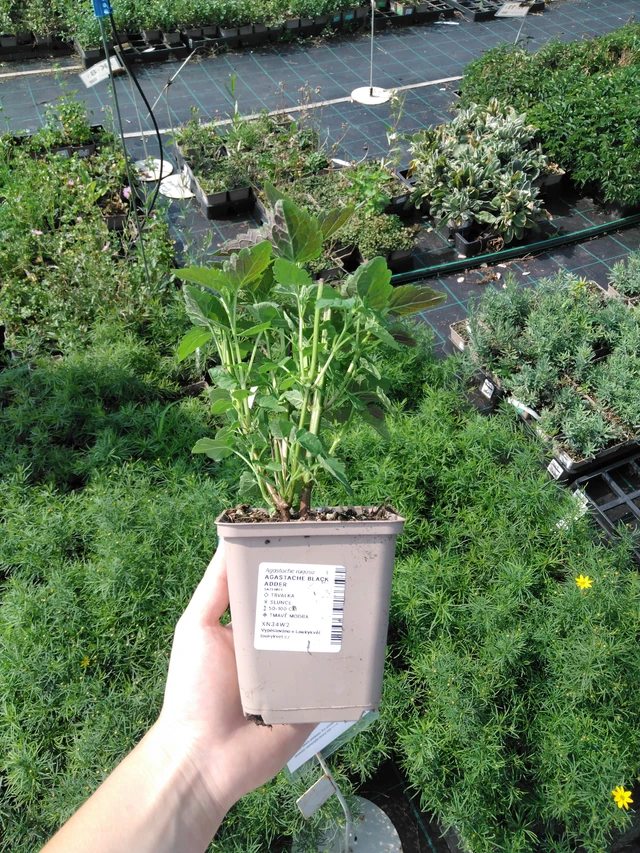 Jätti-iiso Black Adder - 2024