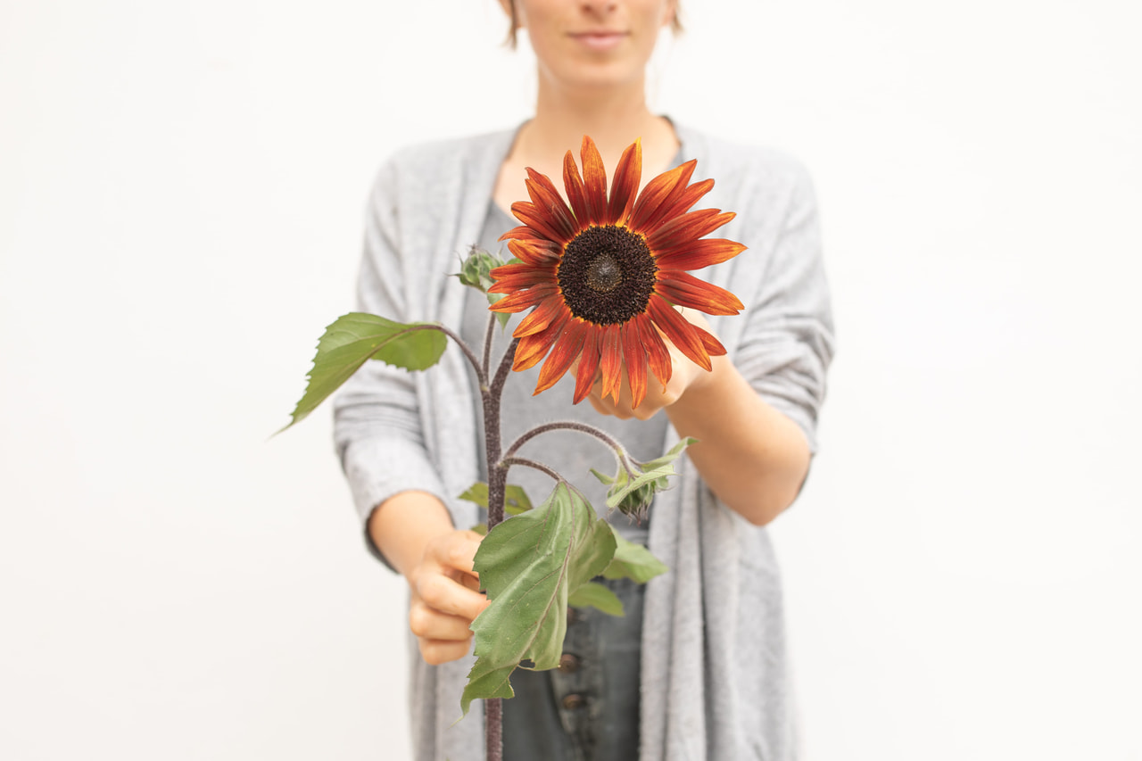 Zonnebloem Claret, Loukykvět