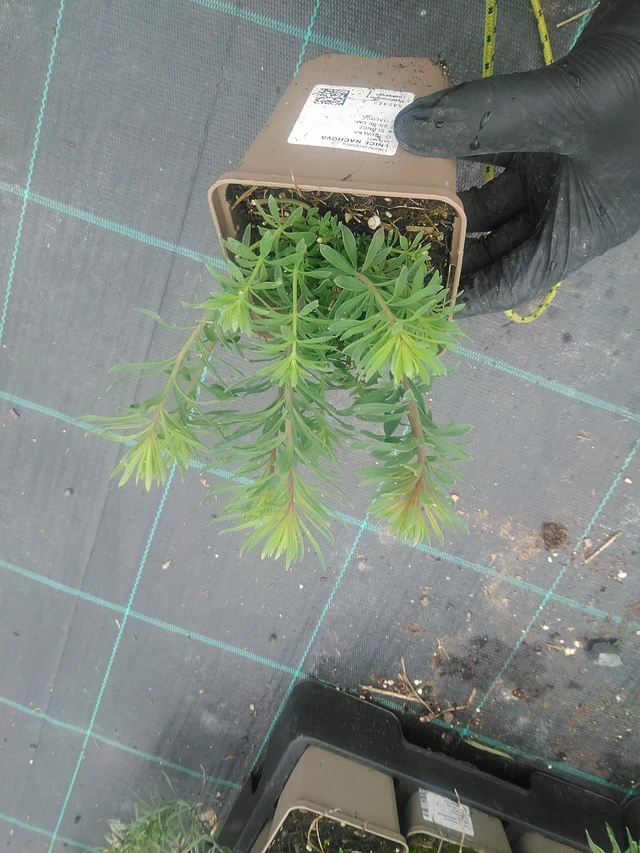 Linaria purpurea - 10. 9. 2025