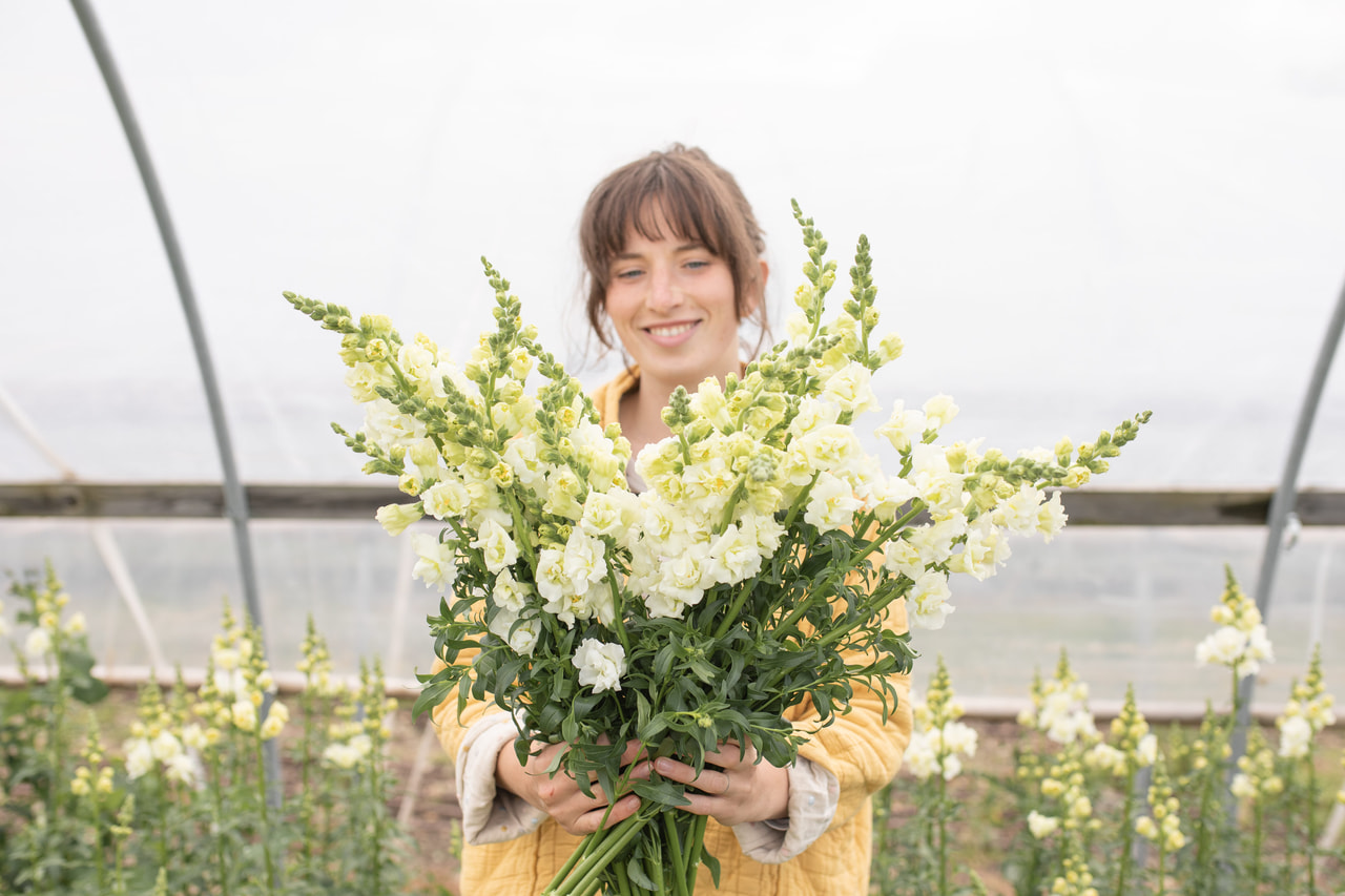 Leijonankita Snapstar White, Loukykvět