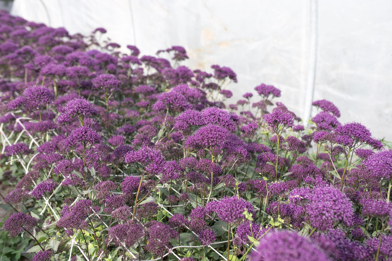 Leliebelle Lake Michigan Purple, Loukykvět