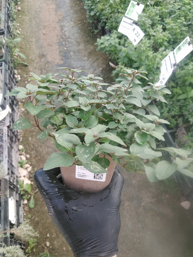 Oregano Herrenhausen - 13. 10. 2025