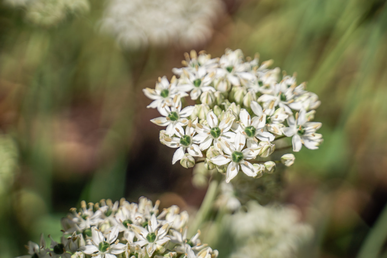 Allium nigrum, Loukykvět