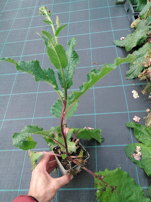 Verbascum Southern Charm - 28. 7. 2025