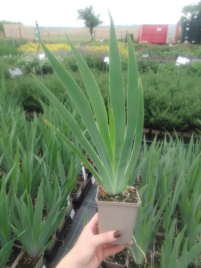 Kurjenmiekka Lovely Again - 2024