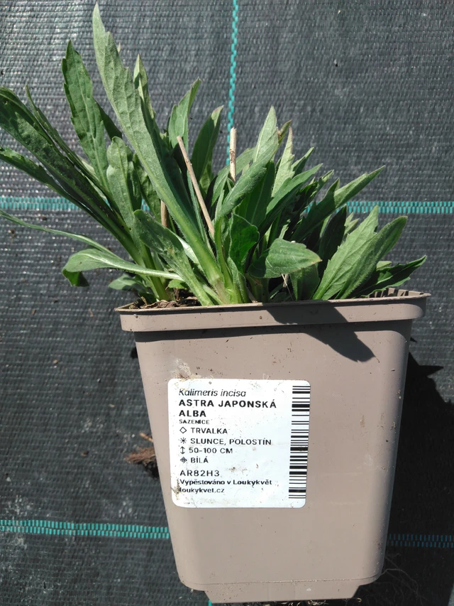 Tiukuasteri Alba - 3. 4. 2025