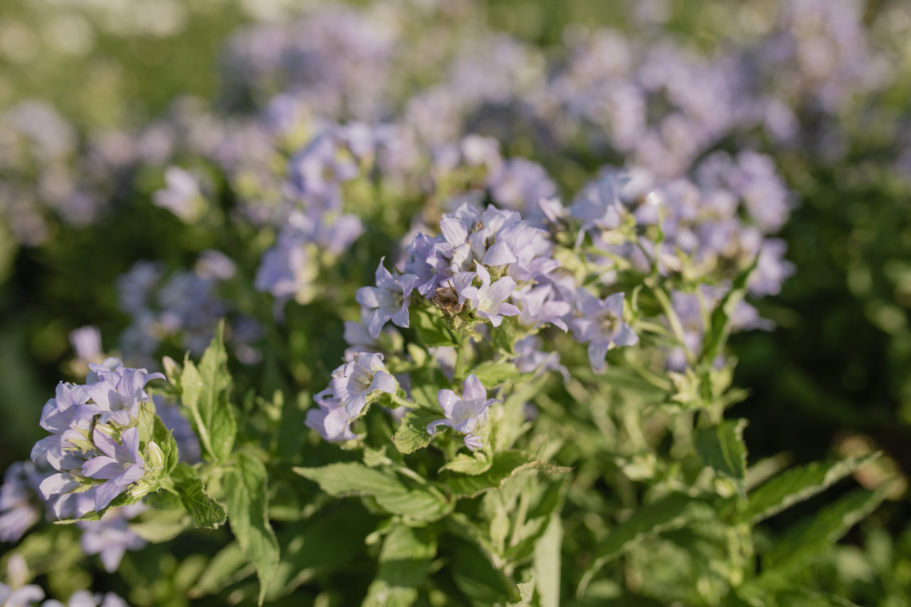 Maitokello Prichard's Var., Loukykvět