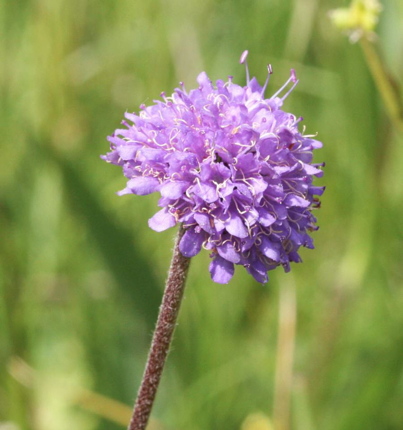 Purtojuuri, Loukykvět