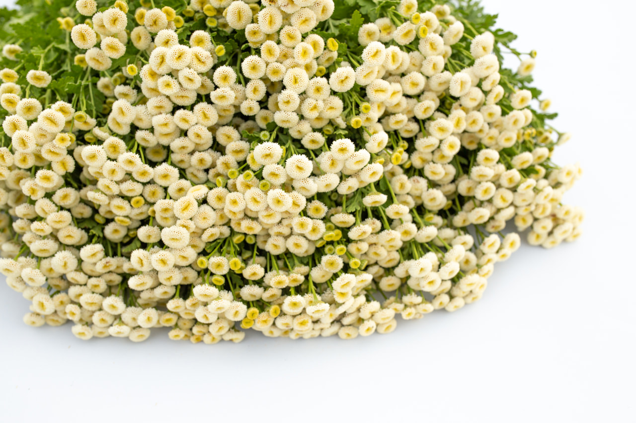 Reunuspietaryrtti Baya, Loukykvět