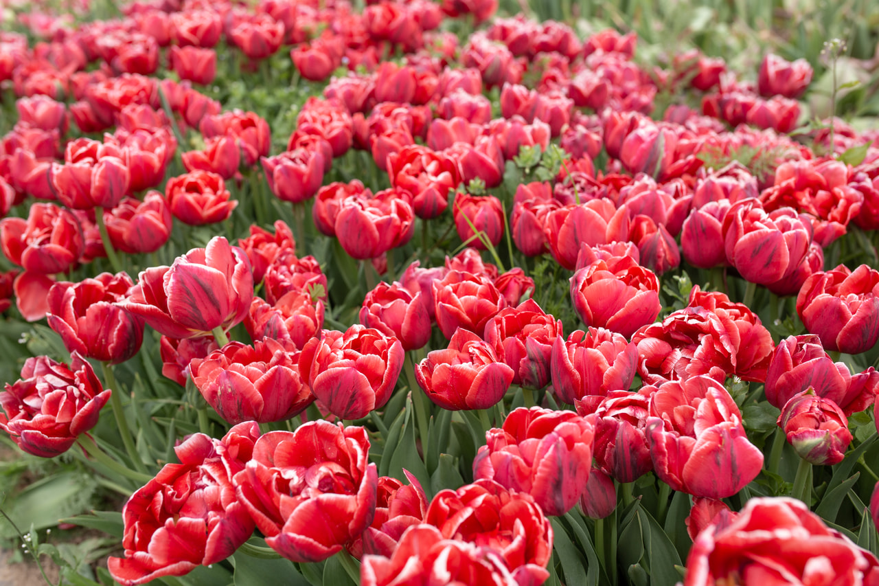 Tulipan Cabella, Loukykvět