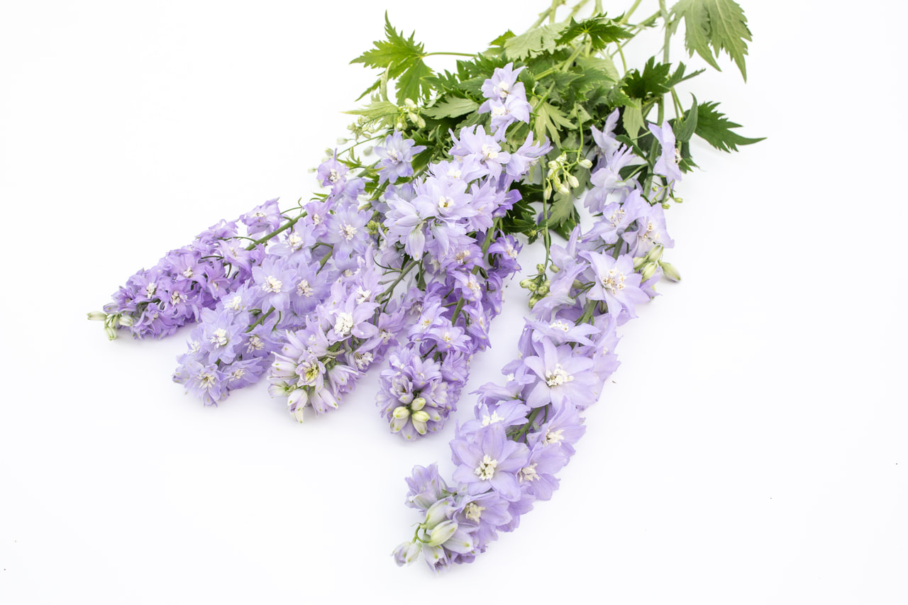 Delphinium Magic Fountains Lavender (White Bee), Loukykvět