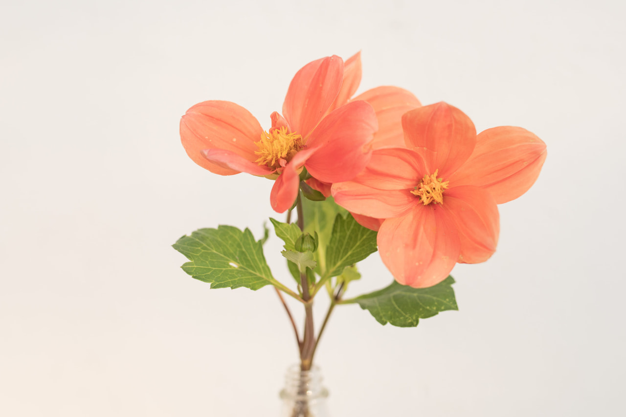 Daalia G.F. Hemerik, Loukykvět