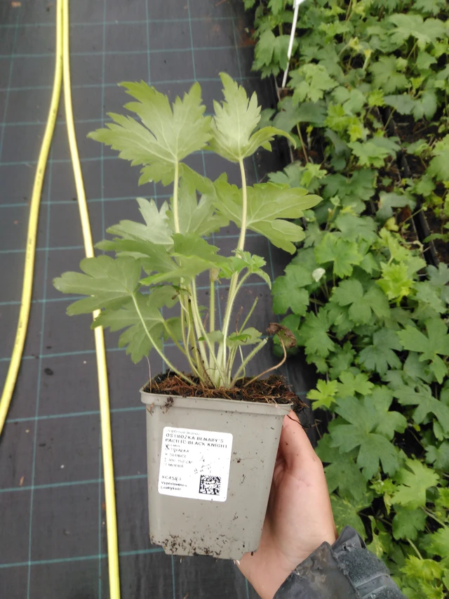 Ritarinkannus Benary’s Pacific Black Knight - 10. 9. 2025