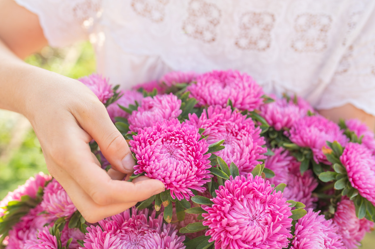 China Aster Lady Coral Brilliant Rose, Loukykvět