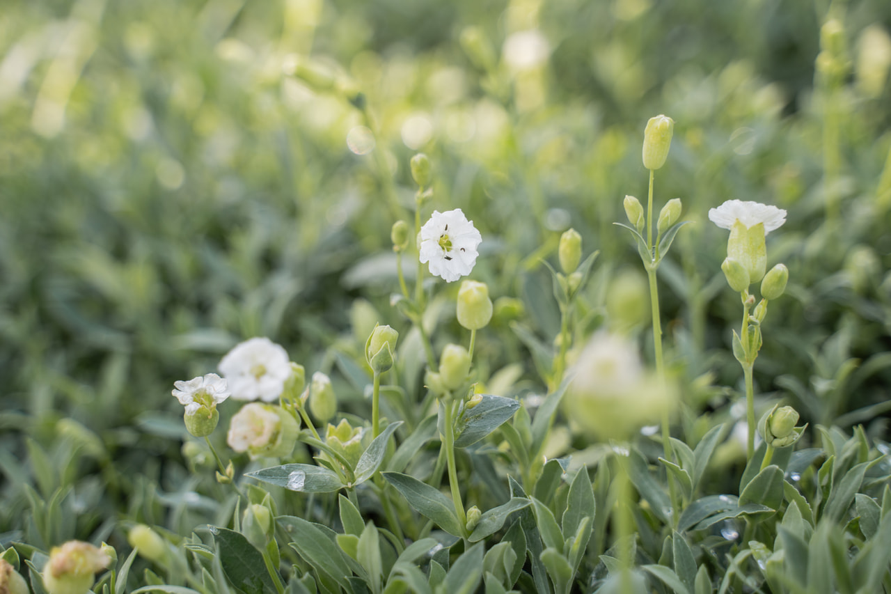 Kohokki Weißkehlchen, Loukykvět