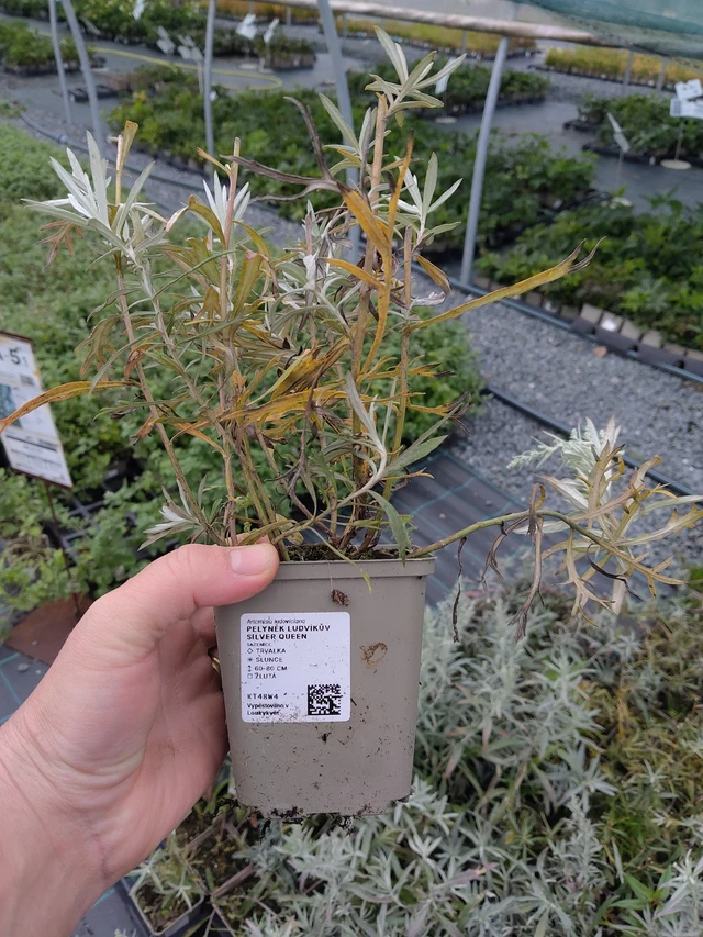 Artemisa Silver Queen - 10. 10. 2025