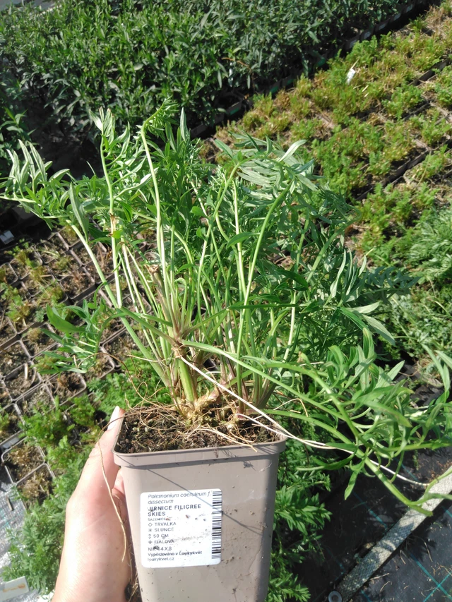 Sinilatva Filigree Skies - 2024