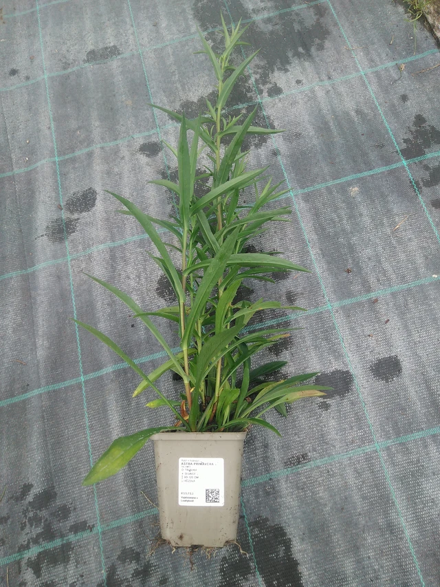 Asteri Primavera - 10. 9. 2025