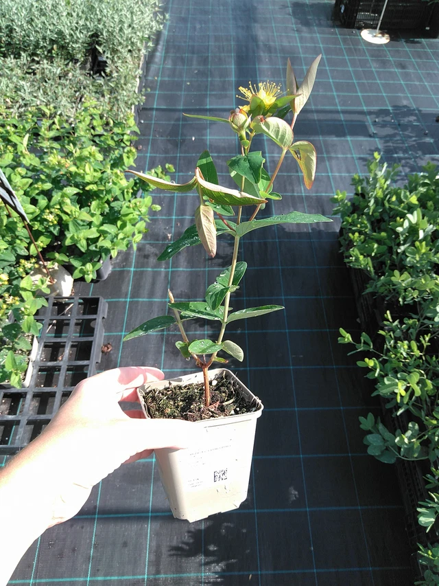 Kuisma Globo Ruby - 11. 7. 2025