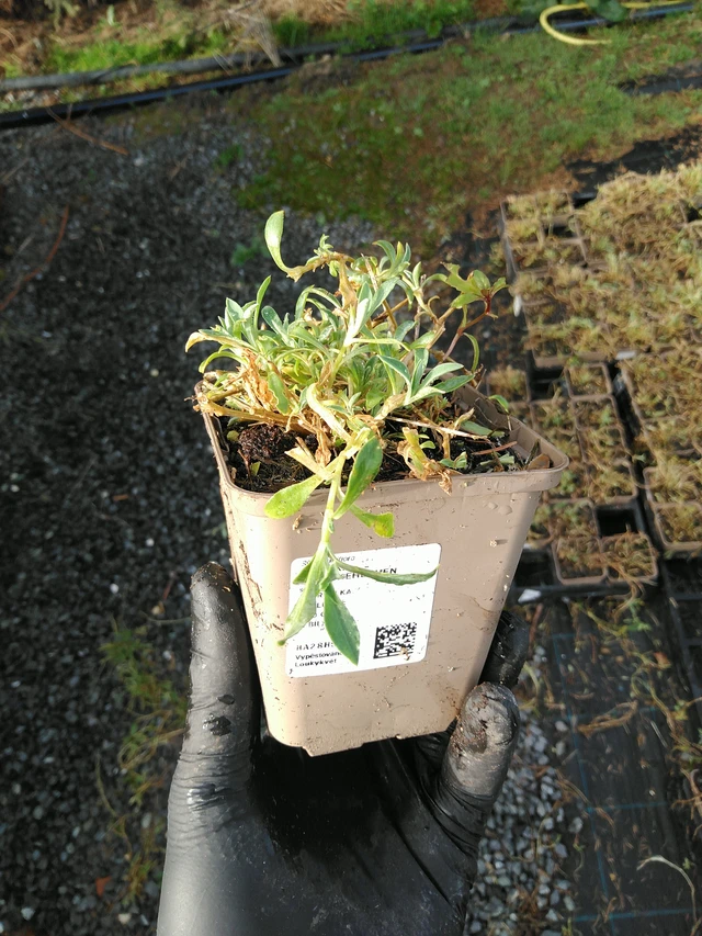 Kohokki Weißkehlchen - 31. 10. 2025