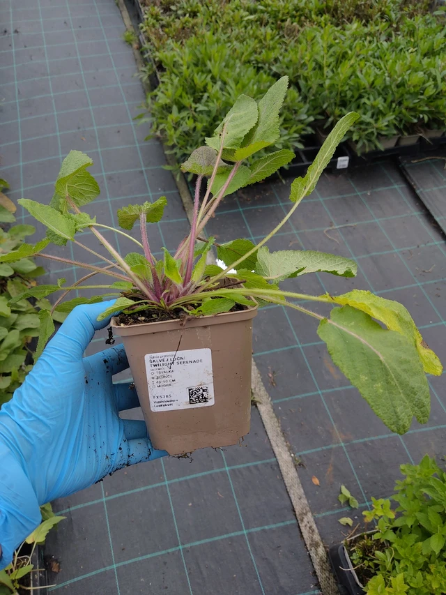 Salvia pratensis Twilight Serenade - 10. 9. 2025