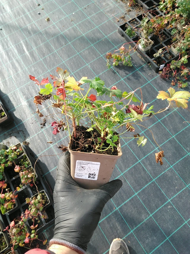 Peittokurjenpolvi Cambridge - 31. 10. 2025