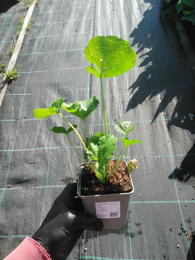 Salkoruusu Chaters Rosa - 1. 9. 2025