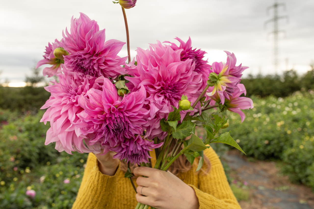 Daalia Vassio Meggos, Loukykvět
