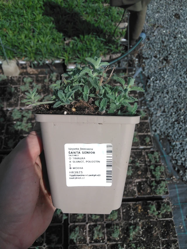 Kissanminttu Senior - 2024