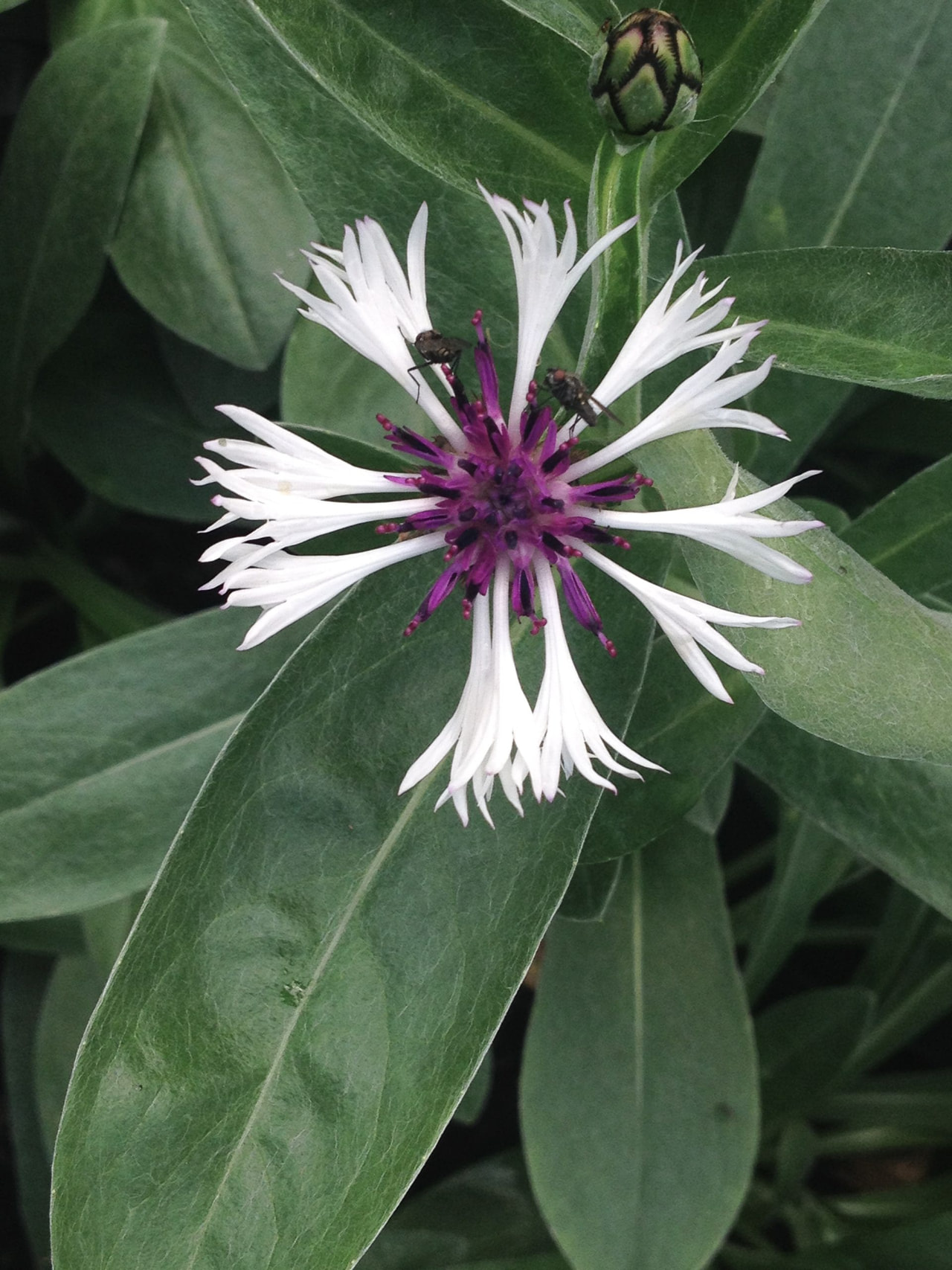 Vuorikaunokki Purple Heart, Loukykvět