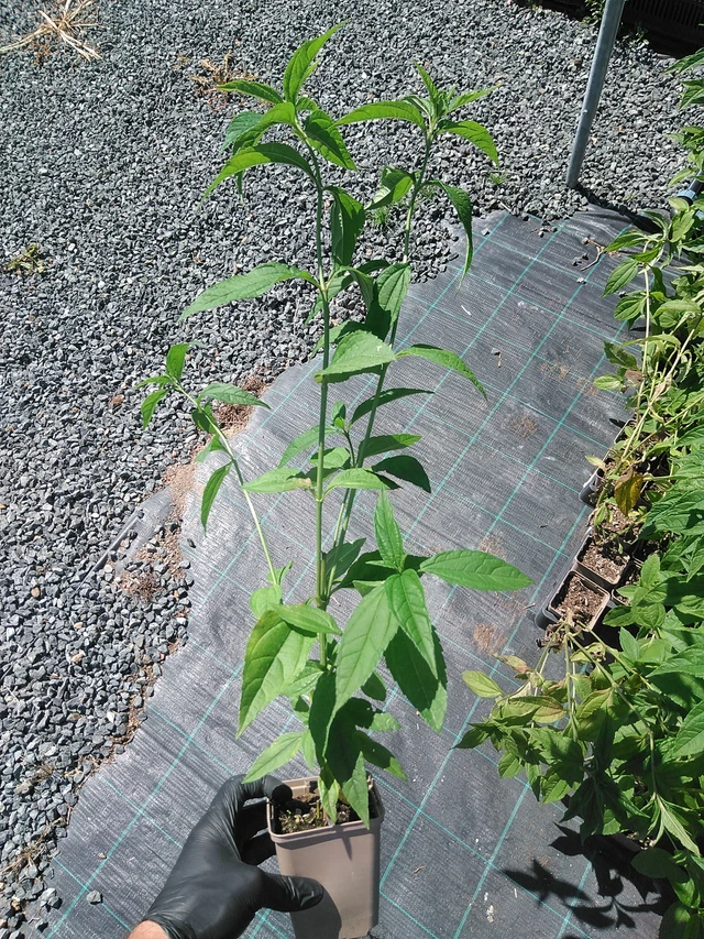 Auringonkukka Lemon Queen - 19. 8. 2025