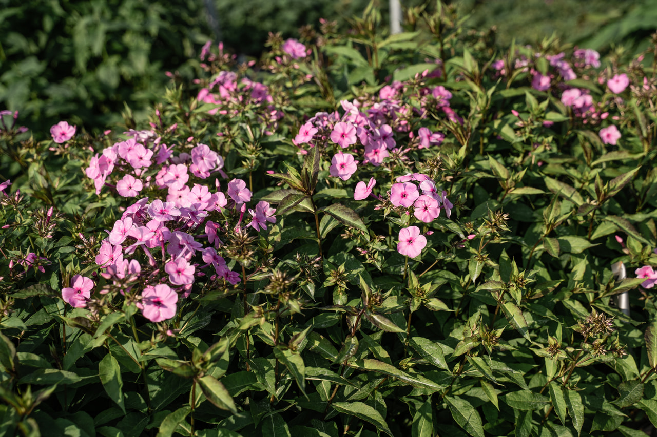 Leimu Minnehaha, Loukykvět