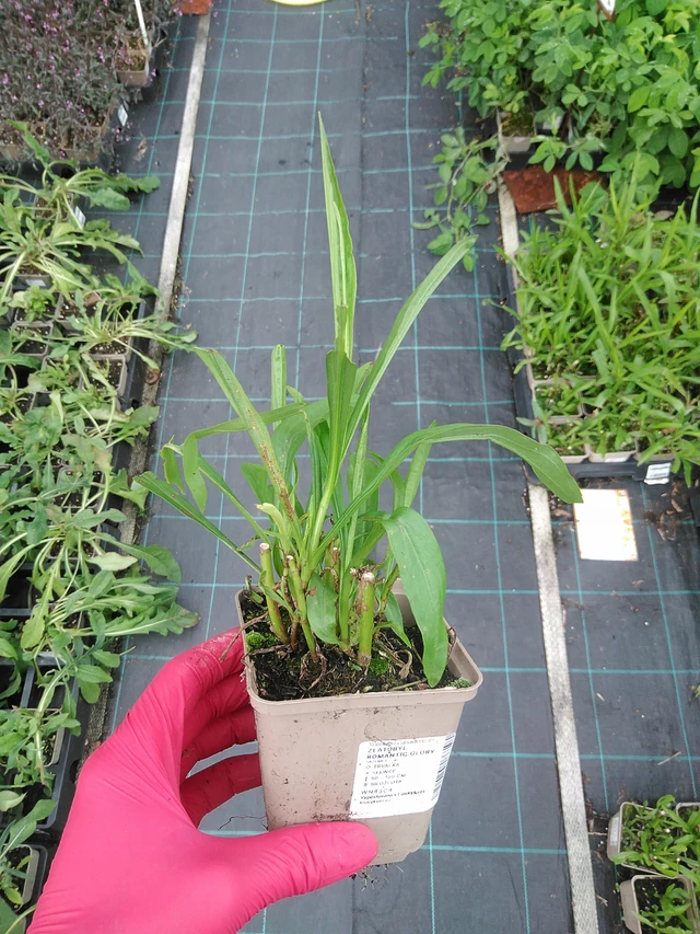 Piisku Romantic Glory - 29. 7. 2025