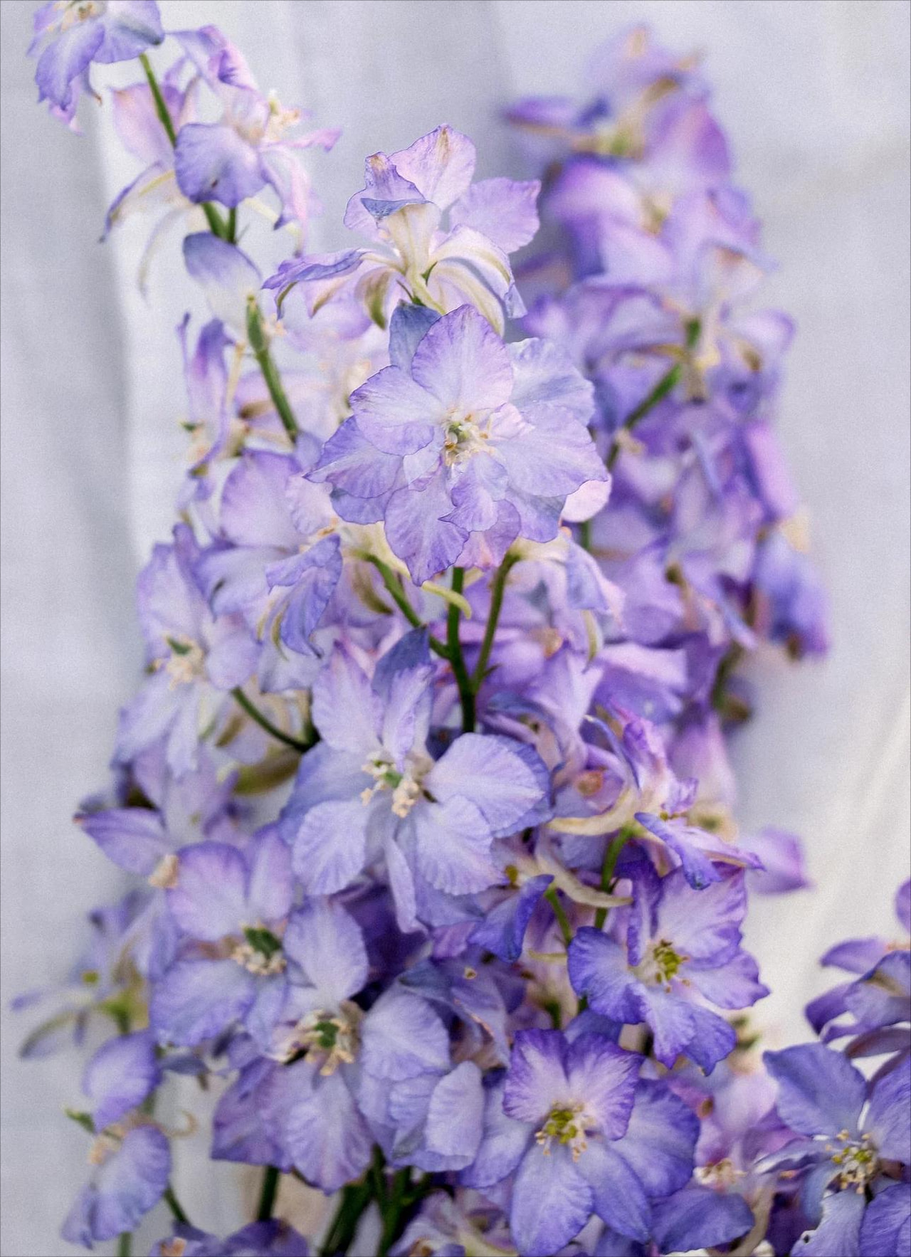 Larkspur Fancy Purple Picotee, Loukykvět