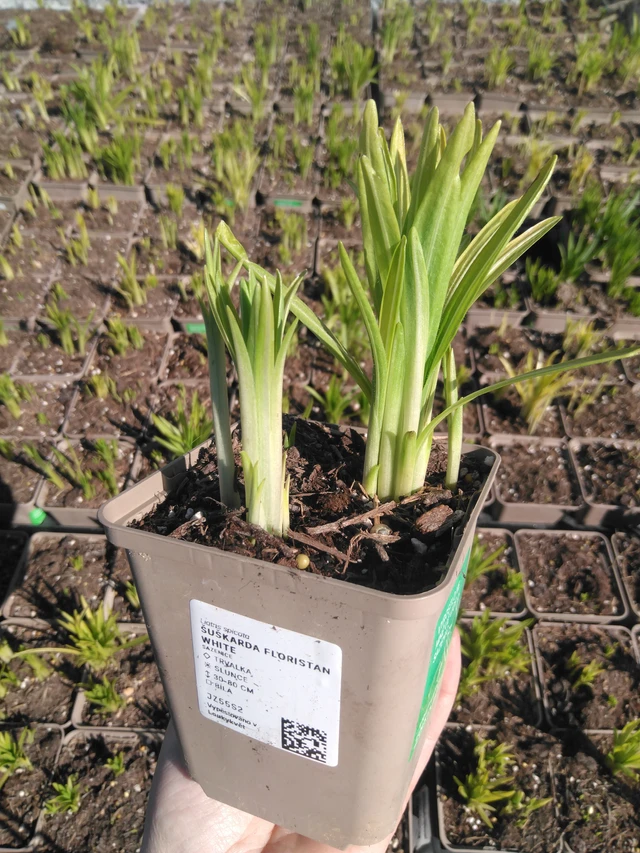 Punatähkä Floristan White - 3. 4. 2025