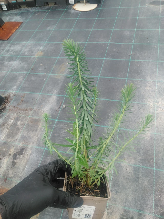 Euphorbia myrsinites - 10. 9. 2025