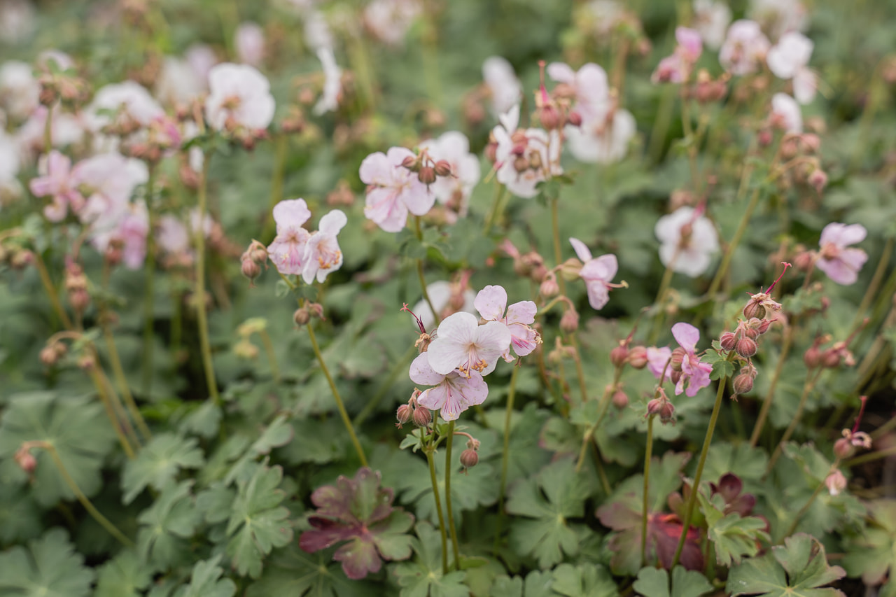 Geranio Saint Ola, Loukykvět