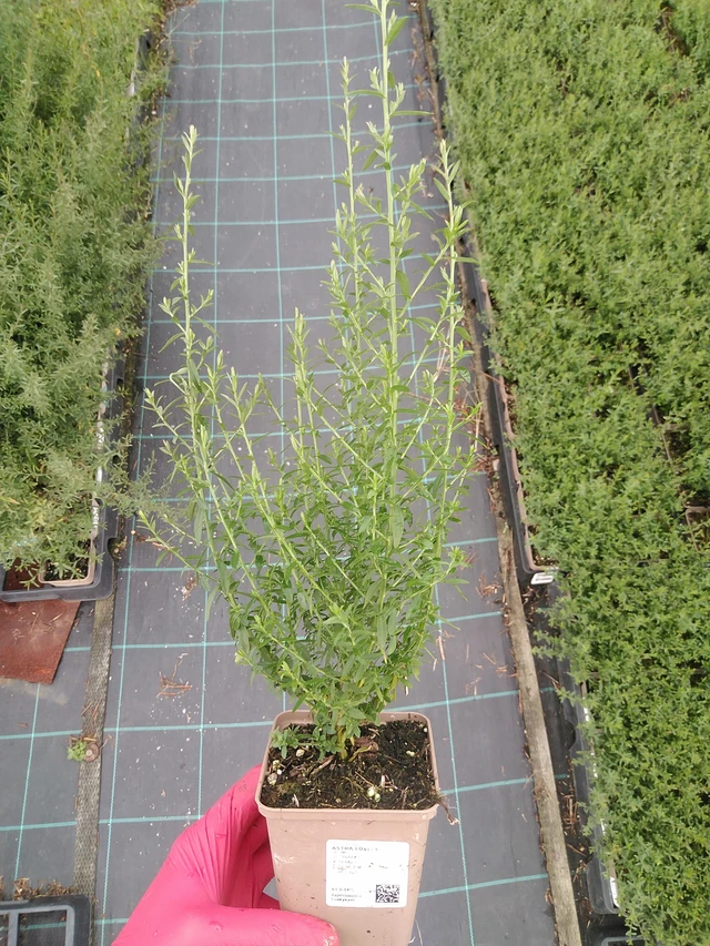 Asteri Lovely - 29. 7. 2025