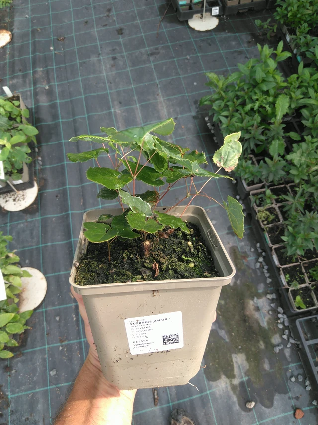 Epimedium Valor - 25. 7. 2025