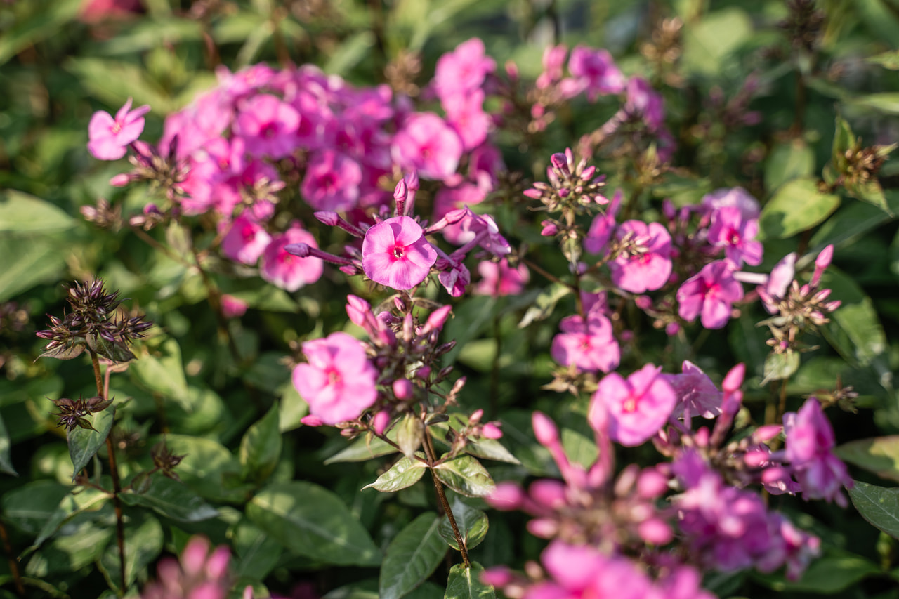 Leimu Winnetou, Loukykvět