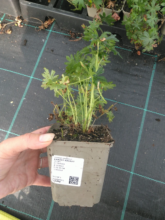 Verikurjenpolvi - 11. 7. 2025