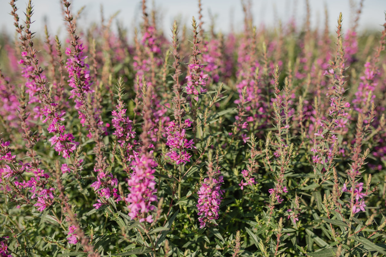 Rantakukka Lady Sackville, Loukykvět